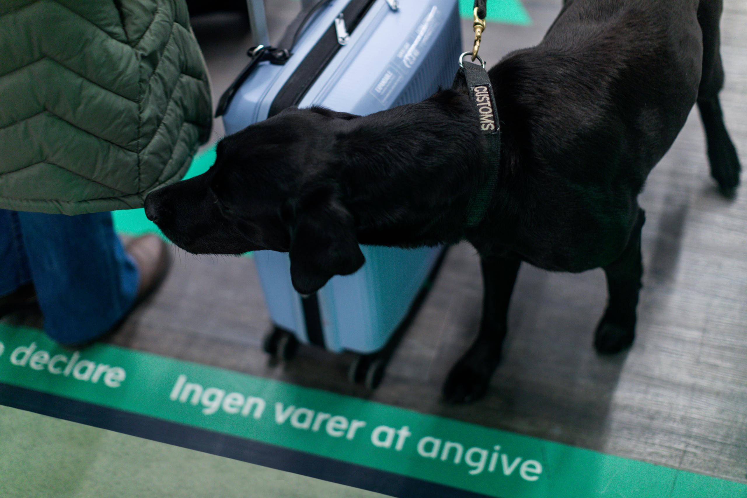 Toldhund ved en kuffert i lufthavn